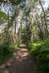 Chemin en for&ecirc;t