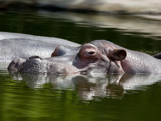 Bathingh hippo