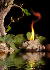 the four elements of the universe