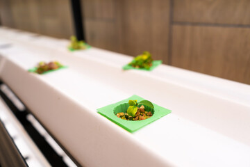 Greenhouse for growing lettuce and herbs close up