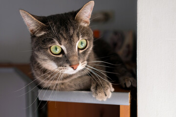 A gray cat with big ears lies on the top shelf