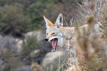 Yawning coyote early morning at Santa Susana Pass State Historic Park near Los Angeles and Simi Valley in Southern California.   - obrazy, fototapety, plakaty