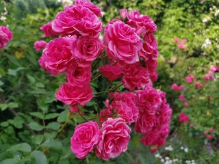 Pink flower with green surroundings