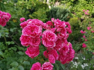 Obraz premium Pink flower with green surroundings