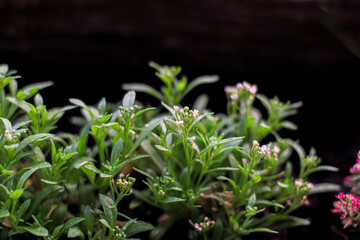 A little, white and wild flower on a field. A field with spring flowers. Lobularia maritima