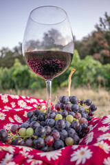 
Wine glass with a bunch of grapes in a vineyard