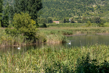 Fototapeta na wymiar The white swans (Cygnus) swimming in the lake close-up