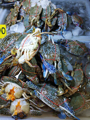 Freshly caught crabs with tied claws on the counter at the fish market