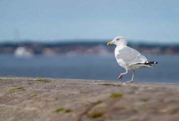 Portrait of Great black-backed gull (Larus marinus) Standing on one leg on pier in Helsingborg, Sweden. Blurred background. Selective focus.