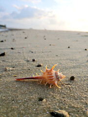 A beautiful shell with sharp thorns on the sandy shore of the ocean