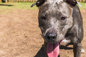 Pit bull dog playing in the park. Green grass, dirt floor and wooden stakes all around. Selective...