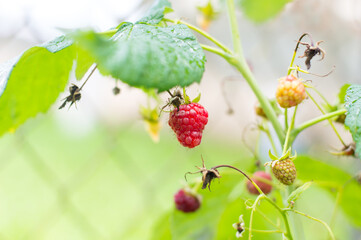 ripe raspberry on a branch, growing and ripening in the garden, harvest
