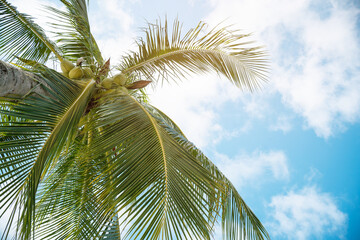 Fototapeta premium Palm trees on the beach.Coconut trees on sun light and clouds background