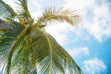 Fototapeta na wymiar Palm trees on the beach.Coconut trees on sun light and clouds background