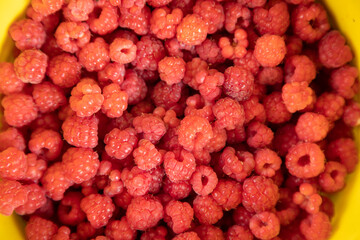 raspberries in the bucket