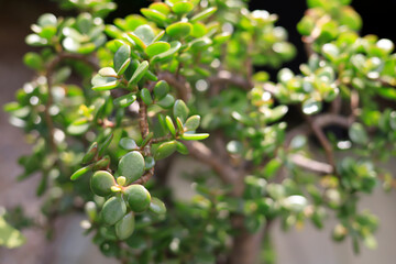 Center of a green plant in a garden in summer