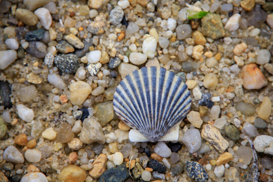 Seashell on a rocky beach near the ocean