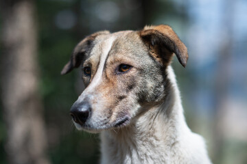 dog outdoors portrait
