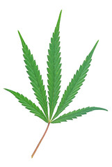 Hemp or cannabis leaves isolated on a white background, top view. Medical marijuana.