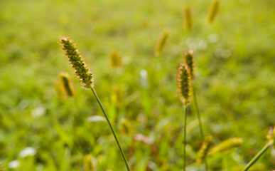 Natural background. Grass texture. Unmown green grass in meadow at sunset. Close-up of green unmown grass against the backlight of the setting sun.