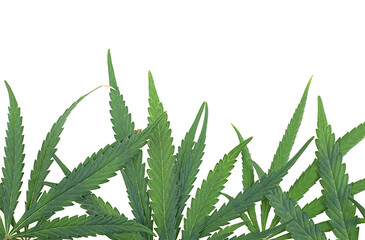 Border of green cannabis leaves isolated on a white background, top view.