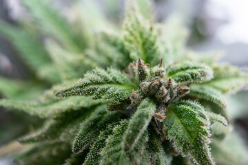 Cannabis trichomes close-up marijuana
