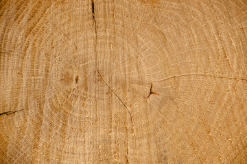 Texture, wood background. Oak cut. Tree rings. Close-up cut of an oak log. Wooden cut texture.