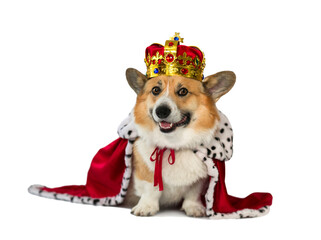  portrait of a corgi dog in the red robe of the king and the precious golden imperial crown on a...