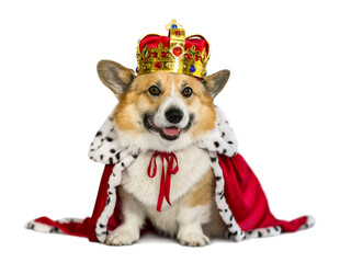  portrait of a corgi dog in the red robe of the king and the precious golden imperial crown on a...