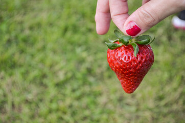 A hand picking up a strawberry