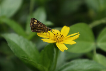 Close up of a bush hopper ready to pollinate a yellow flower