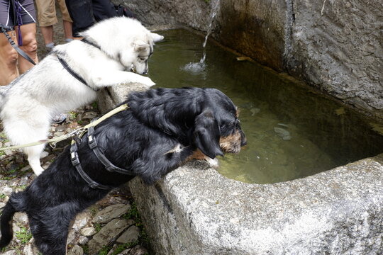 Bar dei cani