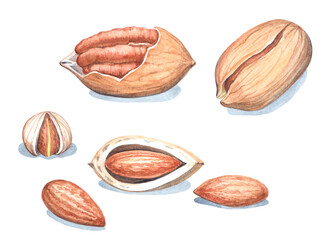 a set of watercolor images of hazelnuts, pecans, almonds