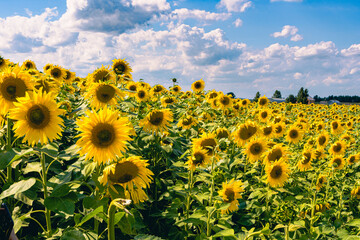 Field of blooming sunflowers on a background sky in Belarus
