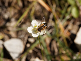 Close up on hoverfly attracted by the nectar of a grass-of-panassus (Parnassia palustris) 
