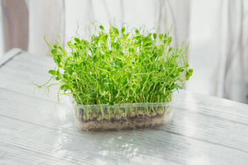 Organic pea microgreen sprouts growing in a plastic box in white background