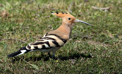 Common hoopoe (Upupa epops)