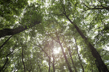 Fototapeta premium Trees with green leaves in forest, low angle view