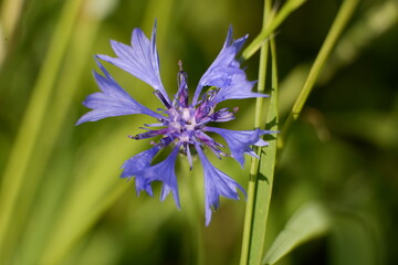 Fiori