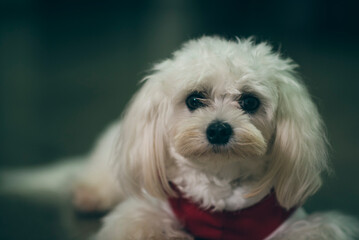 Retrato de un cachorro blanco con una pañoleta navideña en su cuello
