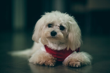 Retrato de un cachorro blanco con una pañoleta navideña en su cuello