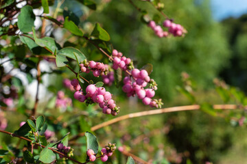 Pink fruits of Symphoricarpos in the autumn garden, snowberry, selective focus.
