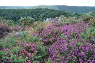 Landes de Liscuis at Bon Repos sur Blavet in Brittany
