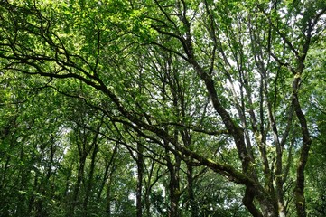 Obraz premium Trees at summer in France