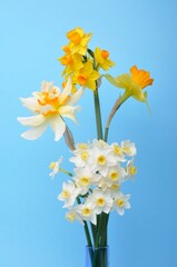 Fototapeta na wymiar Bouquet of daffodils in a vase