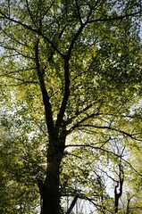 Communal forest of Saint-Pierre-Lès-Elbeuf