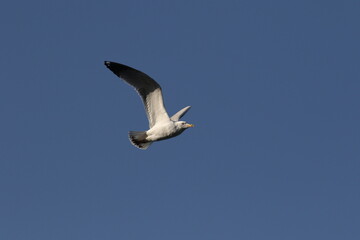 seagull on the sky