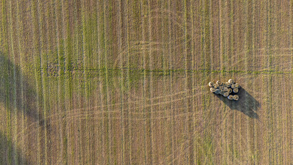 Luftaufnahme von mehreren Heuballen auf einem Feld
