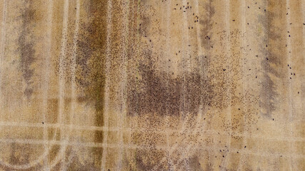 Luftaufnahme von einem großen Schwarm von Vögeln auf einem abgeernteten Feld