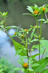 In nature, the grass grows bidens frondosa